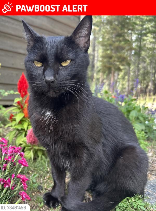 Lost Male Cat last seen Off Lost Lake Rd. off Kebler Pass b/t Paonia and Crested Butte.), Gunnison County, CO 81230