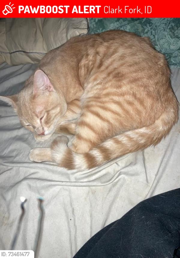 Lost Male Cat last seen Sixth, Clark Fork, ID 83811