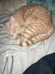 Lost Male Cat last seen Sixth, Clark Fork, ID 83811