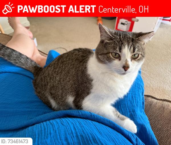 Lost Female Cat last seen Hillside Court apmts Centerville OH, Centerville, OH 45459