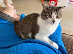 Lost Female Cat last seen Hillside Court apmts Centerville OH, Centerville, OH 45459
