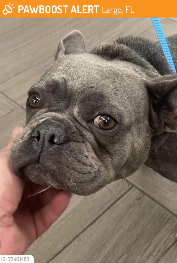Found/Stray Female Dog last seen 20th Ave SW, Largo, FL 33778