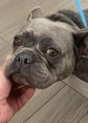 Found/Stray Female Dog last seen 20th Ave SW, Largo, FL 33778
