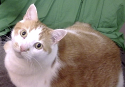 Reunited Male Cat last seen Bexley Park apmts, Morrisville, NC 27560