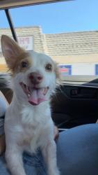 Found/Stray Unknown Dog last seen I street and fig Avenue, Chula Vista, CA 91910