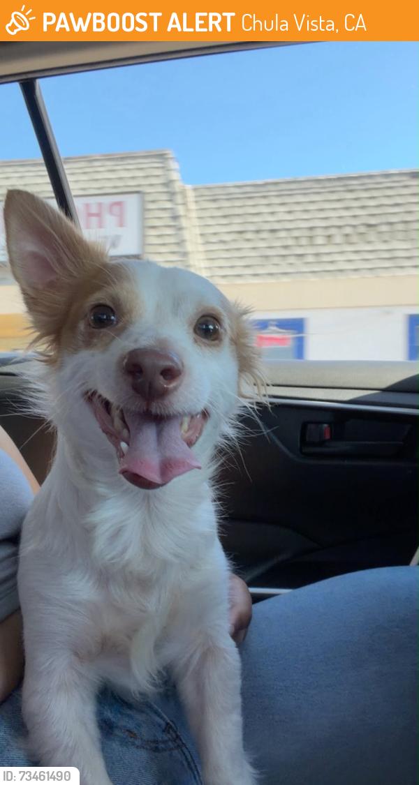 Found/Stray Unknown Dog last seen I street and fig Avenue, Chula Vista, CA 91910