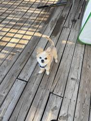 Lost Male Dog last seen W Bayaud Ave and S Vrain St, Denver, CO 80219