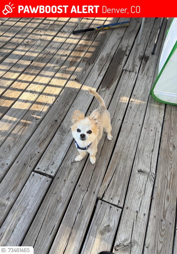 Lost Male Dog last seen W Bayaud Ave and S Vrain St, Denver, CO 80219