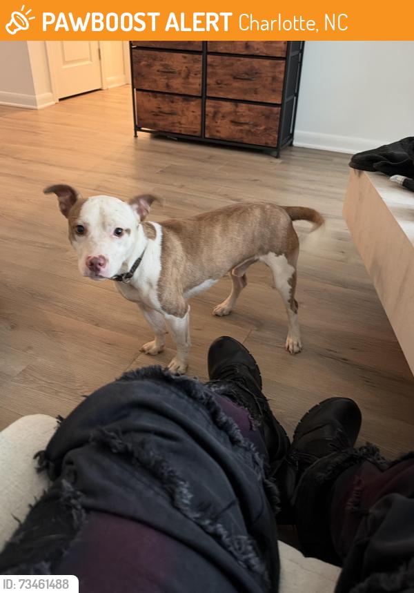 Found/Stray Male Dog last seen Near Descent Dr, Charlotte, NC 28208
