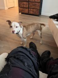 Found/Stray Male Dog last seen Near Descent Dr, Charlotte, NC 28208