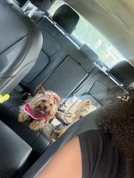 Lost Male Dog last seen east wayne ave & clifton, Aldan, PA 19018
