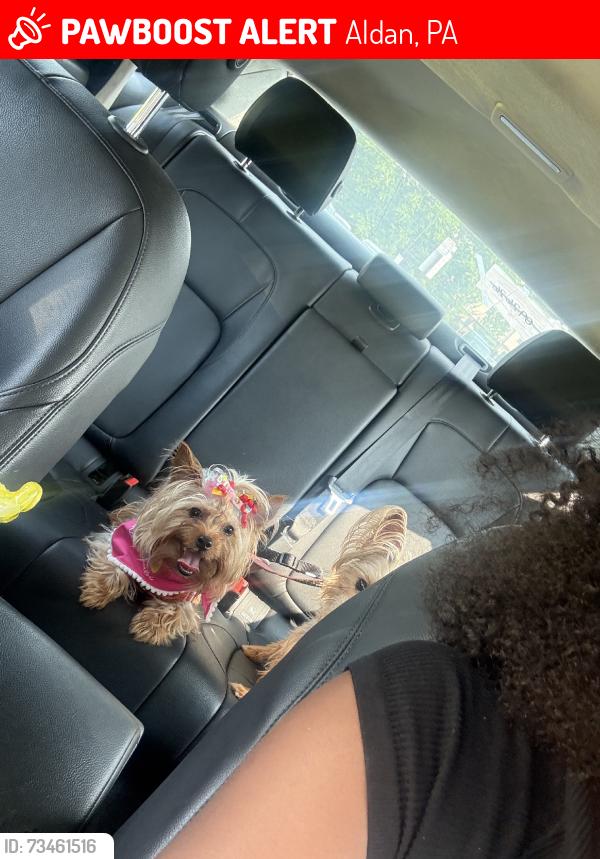 Lost Male Dog last seen east wayne ave & clifton, Aldan, PA 19018