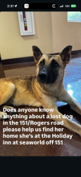 Found/Stray Female Dog last seen Holiday Inn 151, San Antonio, TX 78251