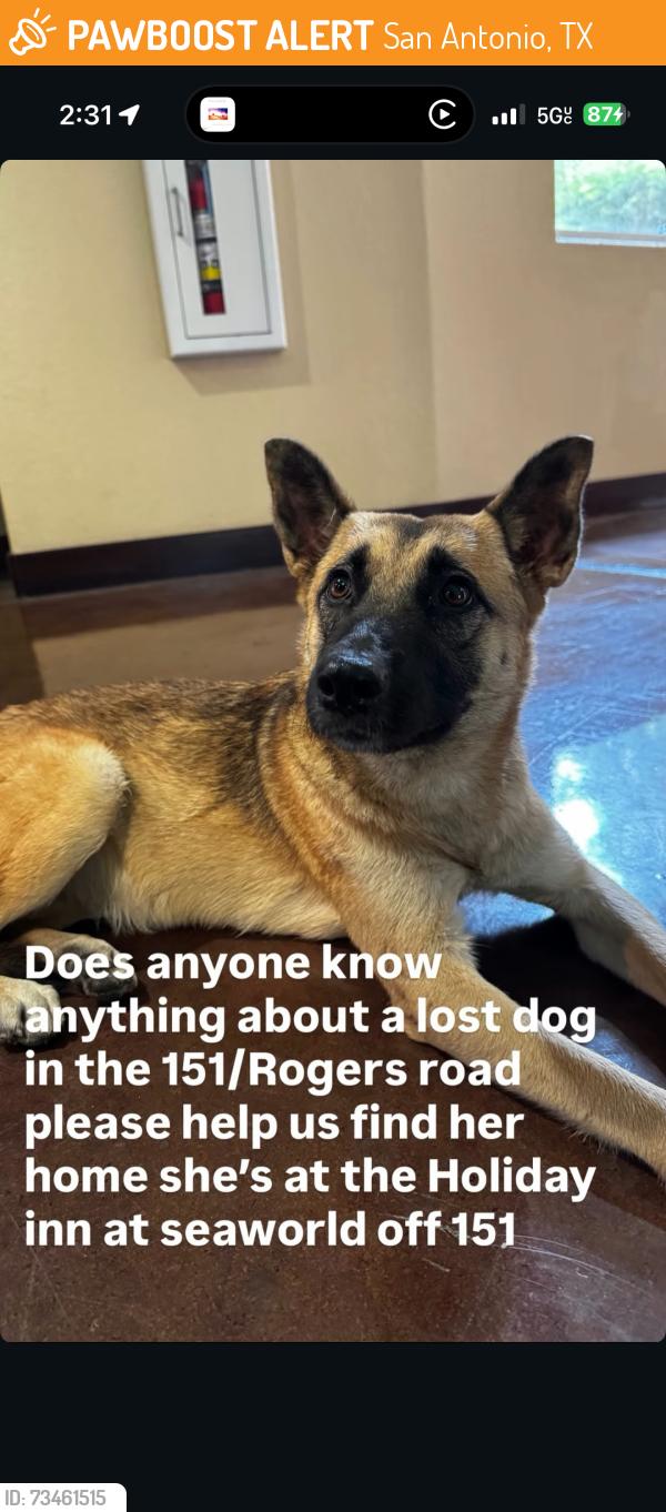 Found/Stray Female Dog last seen Holiday Inn 151, San Antonio, TX 78251
