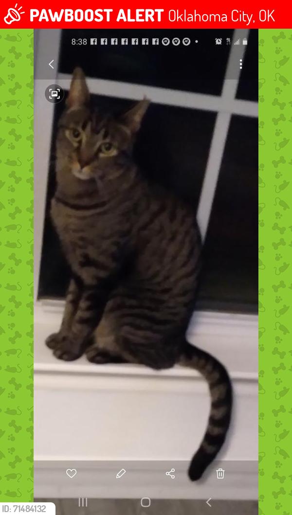 Lost Male Cat last seen SW 46th Pl and Rylee off sw 44th n council, Oklahoma City, OK 73179