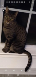 Lost Male Cat last seen SW 46th Pl and Rylee off sw 44th n council, Oklahoma City, OK 73179
