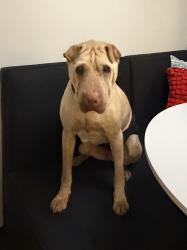 Reunited Male Dog last seen Raymond ave, Saint Paul, MN 55114