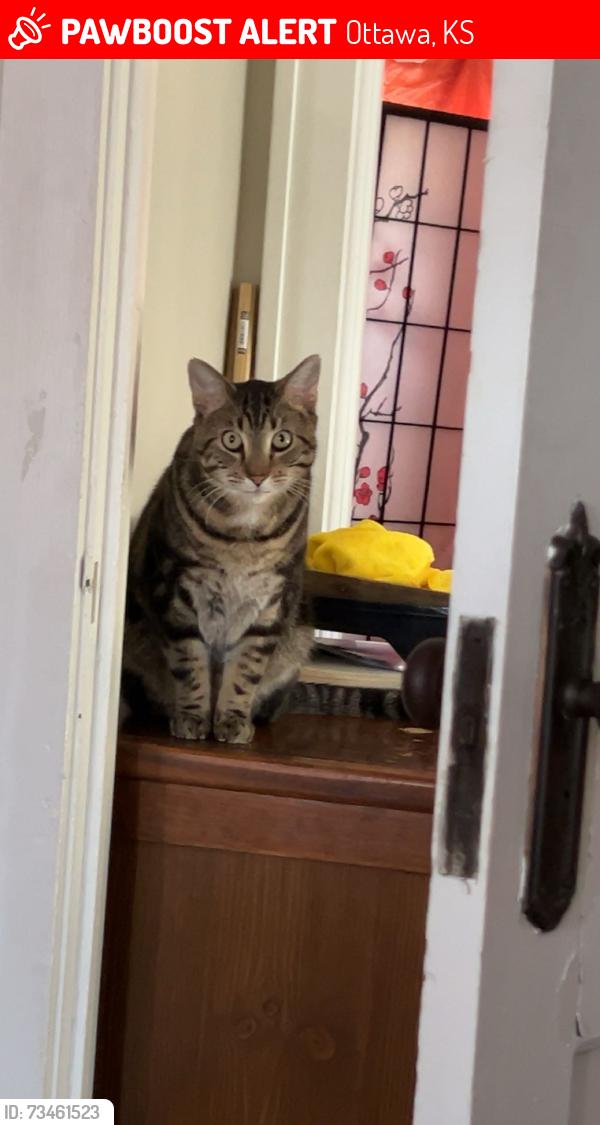 Lost Female Cat last seen South Willow Street, Ottawa, KS 66067