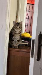 Lost Female Cat last seen South Willow Street, Ottawa, KS 66067
