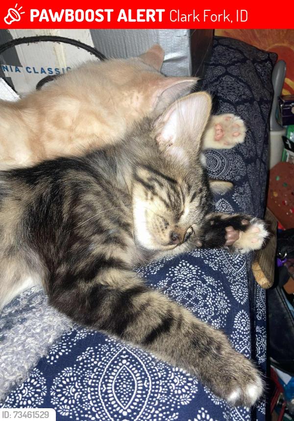 Lost Male Cat last seen Sixth, Clark Fork, ID 83811