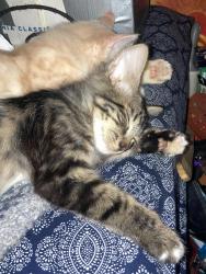 Lost Male Cat last seen Sixth, Clark Fork, ID 83811