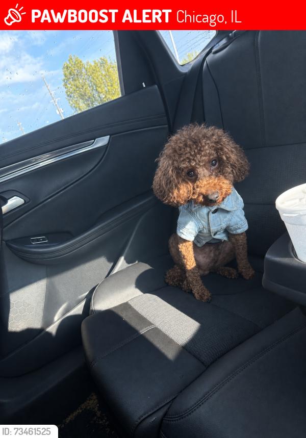 Lost Male Dog last seen Near s Elizabeth, Chicago, IL 60636