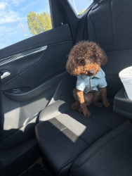 Lost Male Dog last seen Near s Elizabeth, Chicago, IL 60636