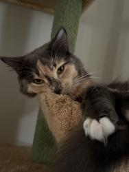 Lost Female Cat last seen Near Searsdale Ave, Cleveland, OH 44109