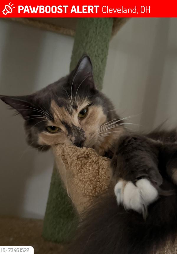 Lost Female Cat last seen Near Searsdale Ave, Cleveland, OH 44109