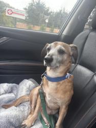 Found/Stray Male Dog last seen Bishop McGuinness, Kernersville, NC 27284