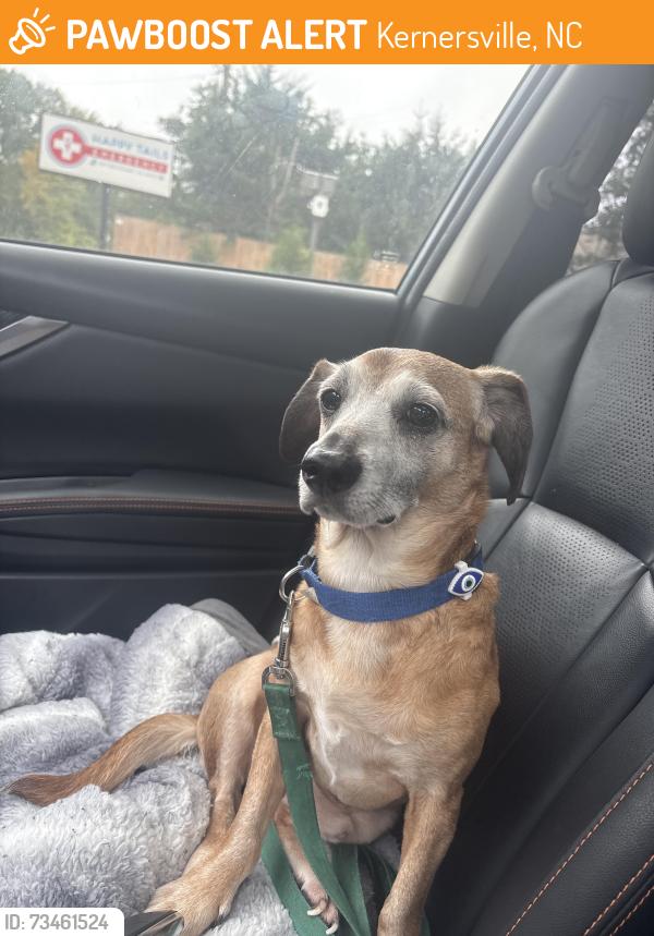 Found/Stray Male Dog last seen Bishop McGuinness, Kernersville, NC 27284