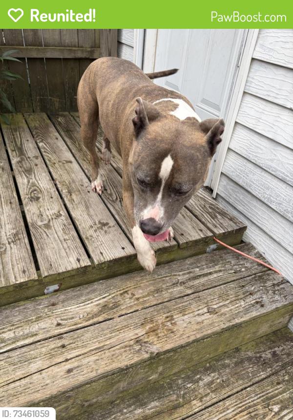 Reunited Female Dog last seen Kay Avenue Chesapeake VA, Chesapeake, VA 23324
