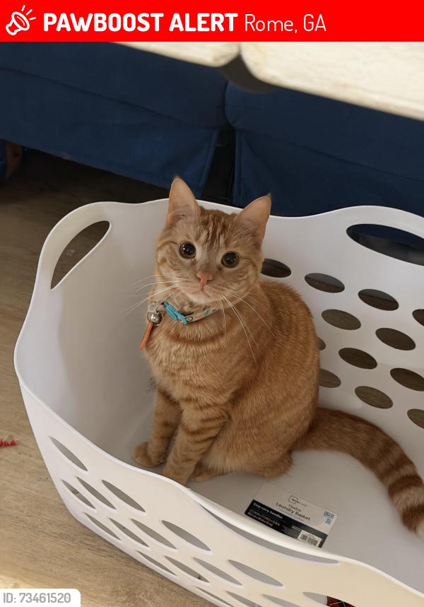 Lost Male Cat last seen Near the gas station, behind ha gandollas pizza, Rome, GA 30165