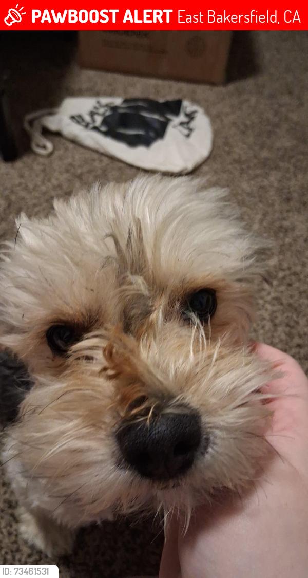 Lost Male Dog last seen California and Mount Vernon, East Bakersfield, CA 93305