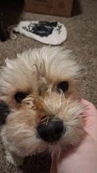 Lost Male Dog last seen California and Mount Vernon, East Bakersfield, CA 93305