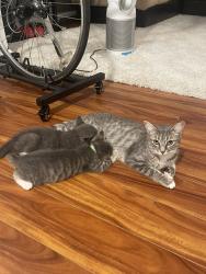 Shelter Stray Female Cat last seen Near W 152nd Street, NEW YORK, NY, 10031, 326 E 110th St, New York, NY 10029, USA