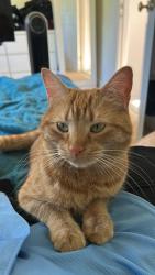 Reunited Female Cat last seen Nn49yg, West Northamptonshire, England NN4 9YG
