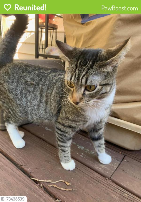 Reunited Unknown Cat last seen Little St SE and Connally St SE, Atlanta, GA 30315