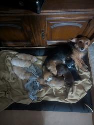 Lost Female Dog last seen Streets, North Las Vegas, NV 89032