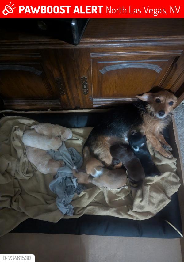 Lost Female Dog last seen Streets, North Las Vegas, NV 89032