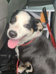 Found/Stray Male Dog last seen Port Saint Lucie, Port St. Lucie, FL 34986