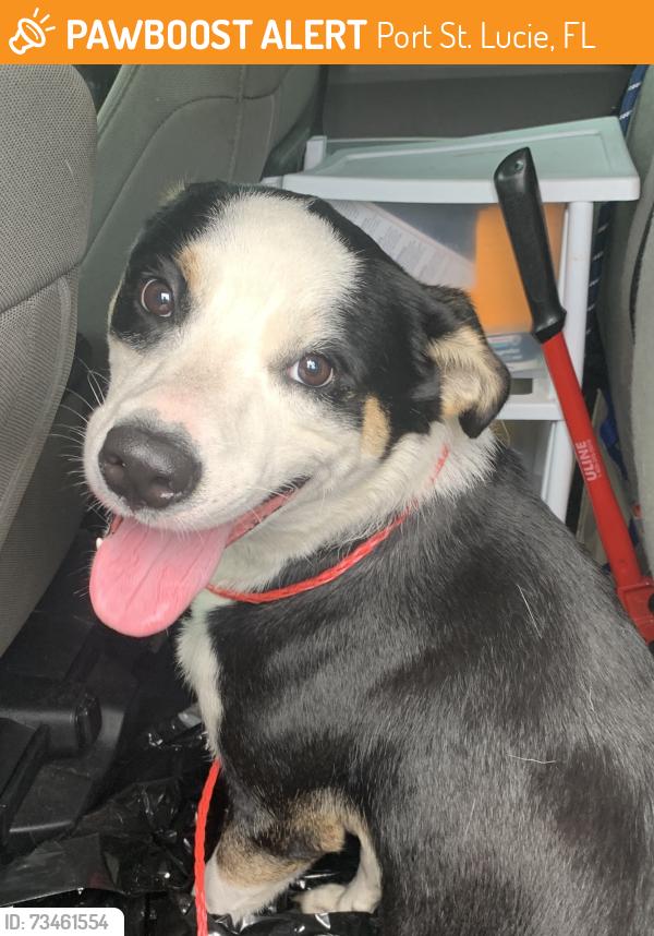 Found/Stray Male Dog last seen Port Saint Lucie, Port St. Lucie, FL 34986