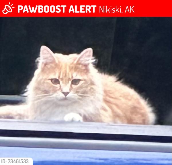 Lost Female Cat last seen Holt Lamplight near Elementary School, Nikiski, AK 99611