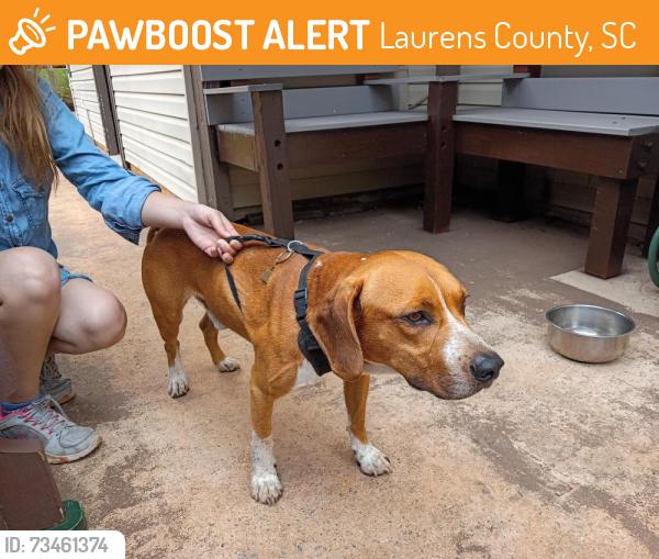 Found/Stray Male Dog last seen KOA, Laurens County, SC 29645