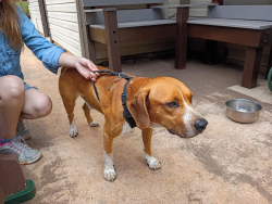 Found/Stray Male Dog last seen KOA, Laurens County, SC 29645
