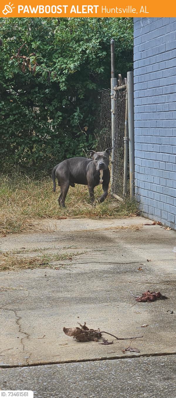 Found/Stray Male Dog last seen Newsome/Grunden drive, Huntsville, AL 35805