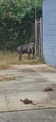 Found/Stray Male Dog last seen Newsome/Grunden drive, Huntsville, AL 35805