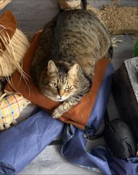 Reunited Male Cat last seen Kenilworth Ave, Staten Island, NY 10312, USA, Staten Island, NY 10312