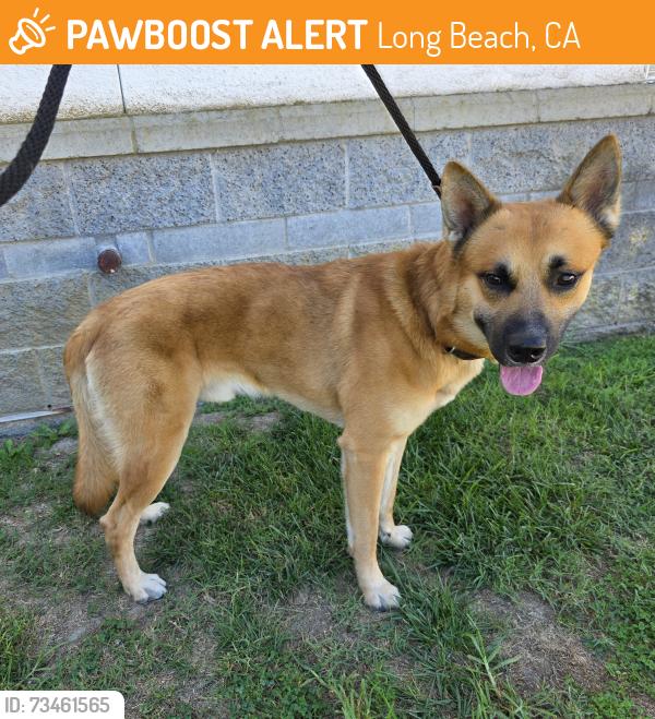 Found/Stray Male Dog last seen Near E Pacific Coast Hwy, Long Beach, CA 90813, Long Beach, CA 90813