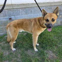 Found/Stray Male Dog last seen Near E Pacific Coast Hwy, Long Beach, CA 90813, Long Beach, CA 90813